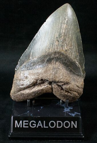 Massive Megalodon Tooth - North Carolina #13976